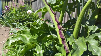 WP_20160531_10_40_50_Pro.jpg