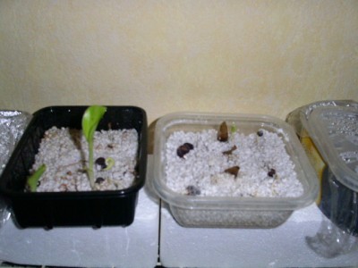 PICT0336.JPG