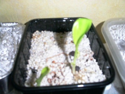 PICT0332.JPG