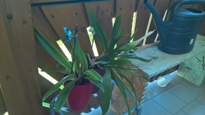 WP_20160531_08_58_26_Pro.jpg