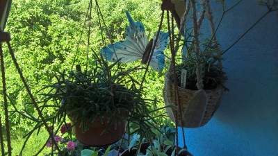 WP_20160531_08_59_14_Pro.jpg