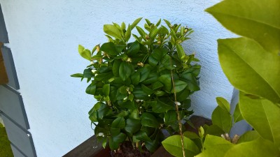 WP_20160531_08_59_46_Pro.jpg