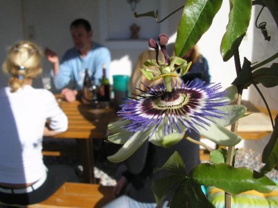 Passiflora Oktober06.jpg