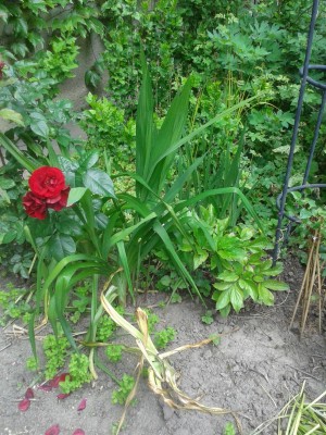 20160531_Hof3.jpg