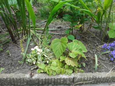 20160531_Begonie.jpg
