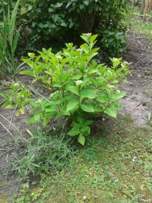 20160531_Hortensie.jpg