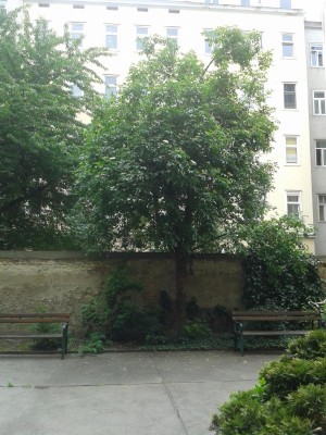 20160531_Holunder.jpg