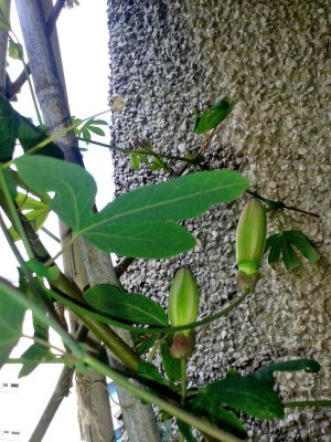 Passi Blätter Knospen.jpg