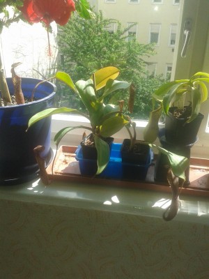 20160602_Nepenthes.jpg