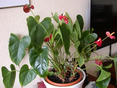 DSCN0934.JPG