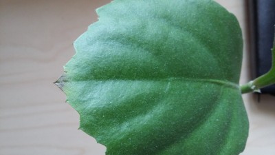 20160602_192438.jpg