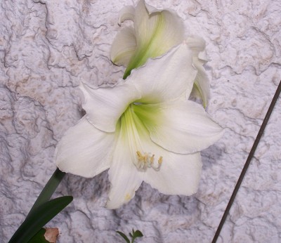 V 019.jpg
