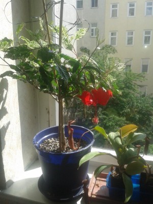 20160602_Hibiskus.jpg