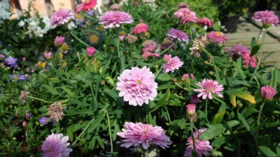 Green Treffen 2016 (10).JPG