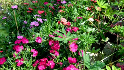 Green Treffen 2016 (9).JPG