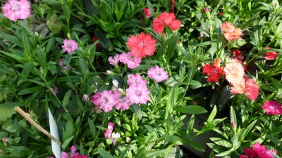 Green Treffen 2016 (8).JPG