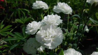 Green Treffen 2016 (7).JPG