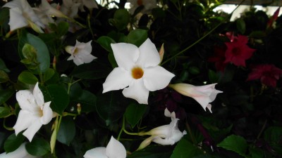 Green Treffen 2016 (5).JPG