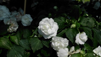 Green Treffen 2016 (3).JPG