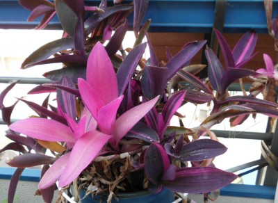 Tradescantia pallida.JPG