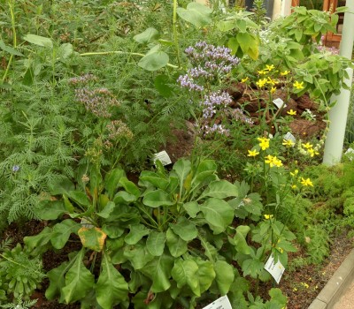 Limonium arboreum (1).jpg