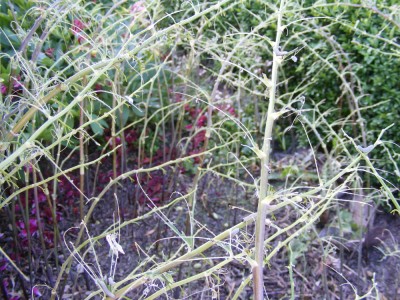 DSCF7858a.JPG