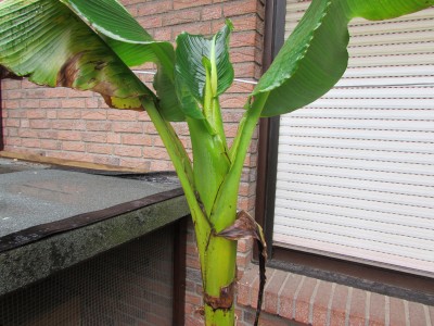 Bananen 4 001.JPG