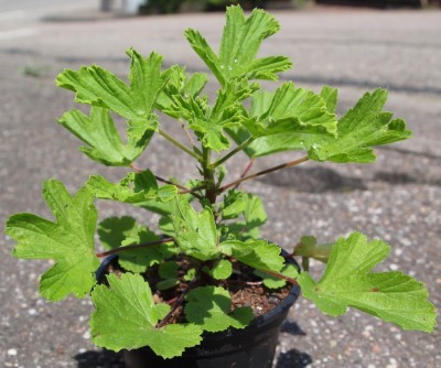 Pelargonienbaby.jpg