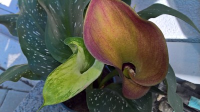 WP_20160610_18_46_30_Pro.jpg