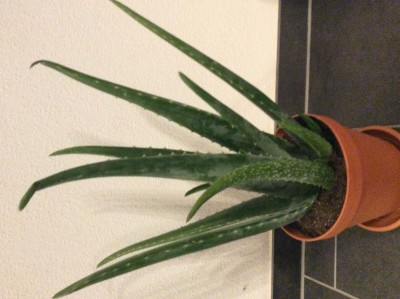 Aloe Vera - Kindel?  Pflanzenbestimmung & Pflanzensuche  GREEN24 Pflanzen  & Garten Forum