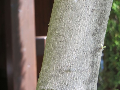 green 103.jpg