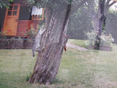 Katze u Eichhörnchen 002.JPG