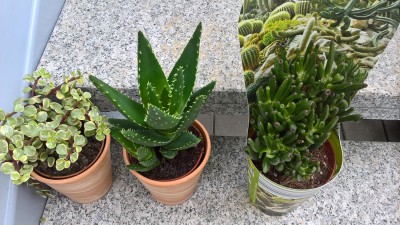 WP_20160613_12_38_41_Pro.jpg