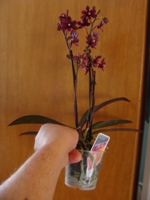 DSC02629a.jpg