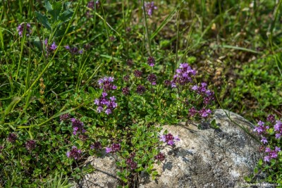20160610-N72_3961green.jpg