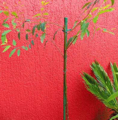 P1020407.gif