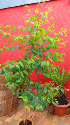 P1020408.gif