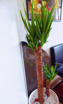 P1020426.gif