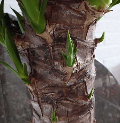 P1020425.gif