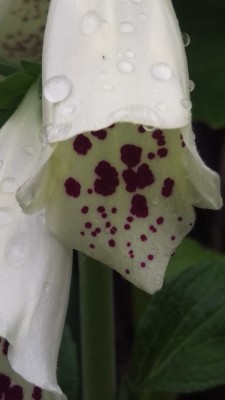 IMAG0766.jpg