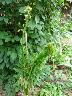 20160608 083.JPG