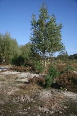 IMG_6285.jpg
