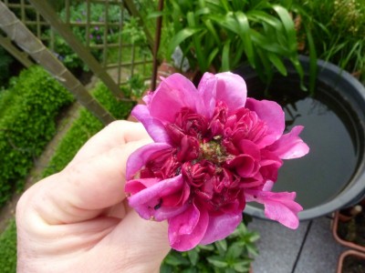 20160529 031.JPG