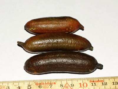161220_citrus_australasica_fruechte_2.jpg