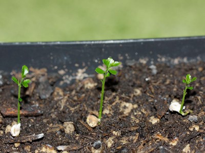 160122_citrus_australasica.jpg