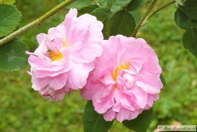 20160618_05.JPG