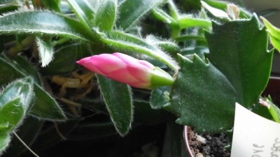 Schlumbergera Campinas Brazil.JPG
