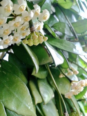 H.lacunosa 15.6.16.jpg