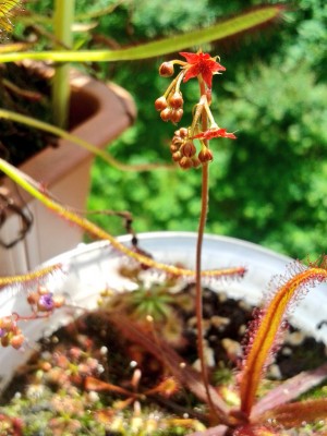 D.adelae Blüte Juni16.jpg