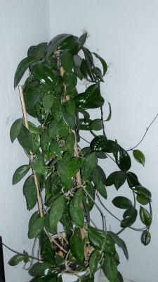 nochmal Hoya.JPG